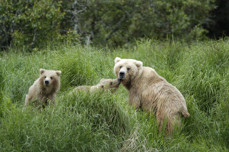 Brown bear sow and her two cubs