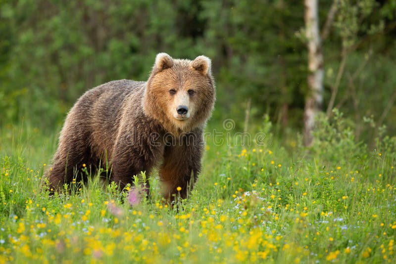 Medvěd hnědý stojící na rozkvetlé mýtině v jarní přírodě