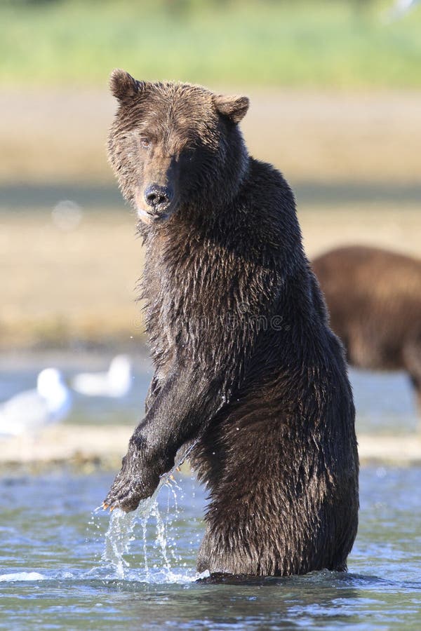 Brown bear standing looking at photographer