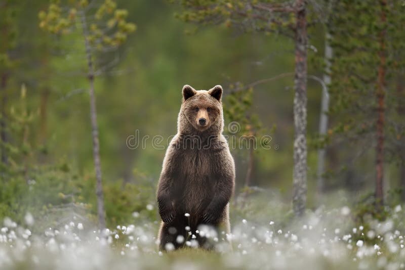 Brown bear standing in a swamp