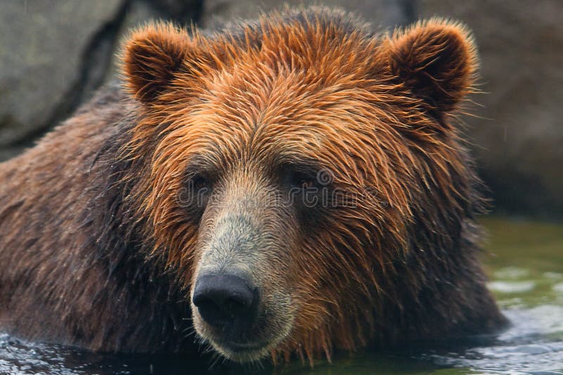 Brown bear swimming