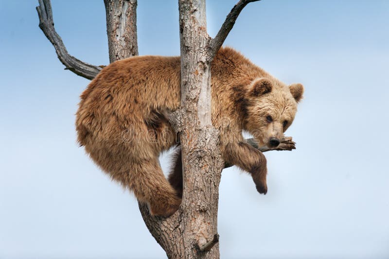Brown bear on tree
