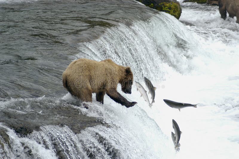 Brown bear trying to catch salmon