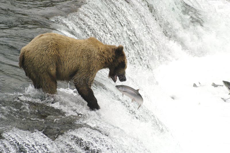 Brown bear trying to catch salmon