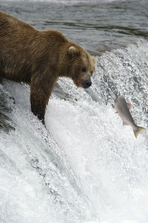 Brown bear eating salmon stock photo. Image of bear, viewing 2059216
