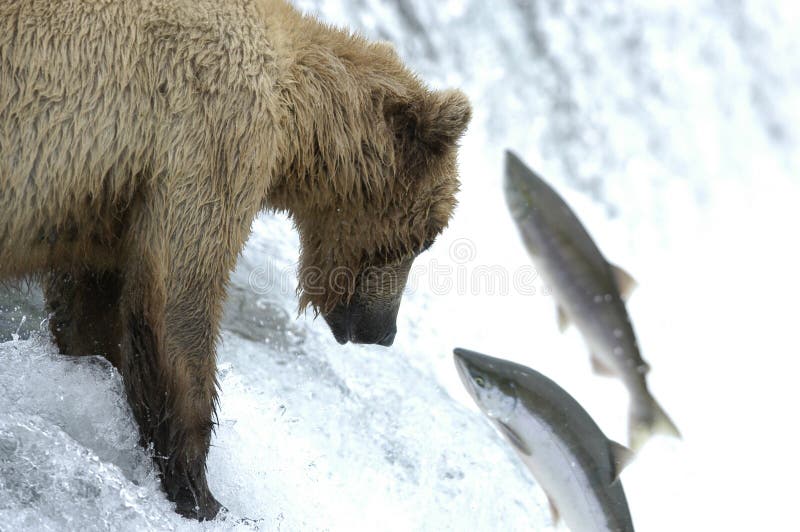 Brown bear trying to catch salmon