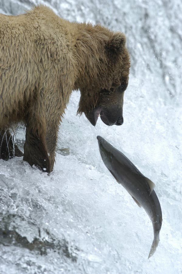 Brown bear trying to catch salmon