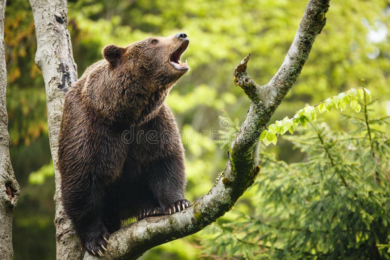 Brown bear (Ursus arctos)