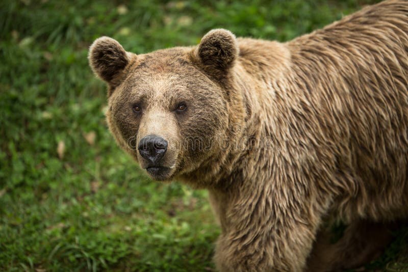 Brown bear Ursus arctos