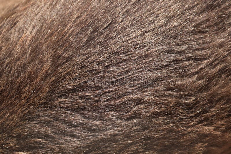 Brown bear (Ursus arctos) fur texture.