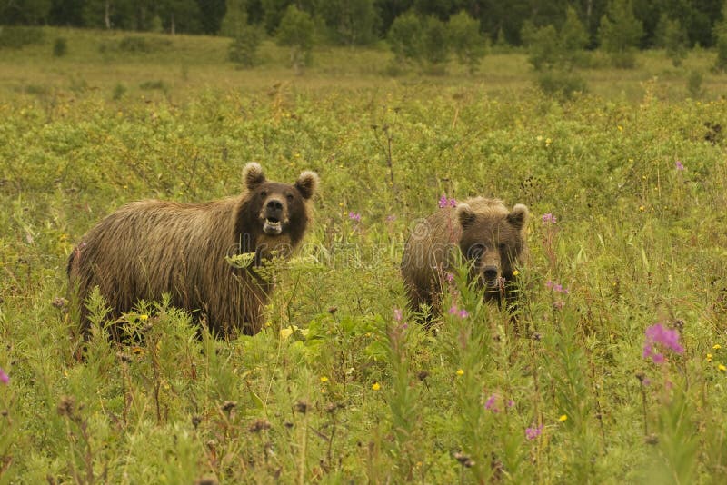 Brown bear (Ursus arctos jeniseensis)