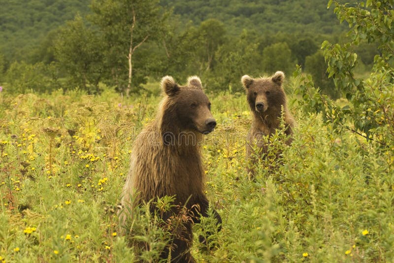 Brown bear (Ursus arctos jeniseensis)