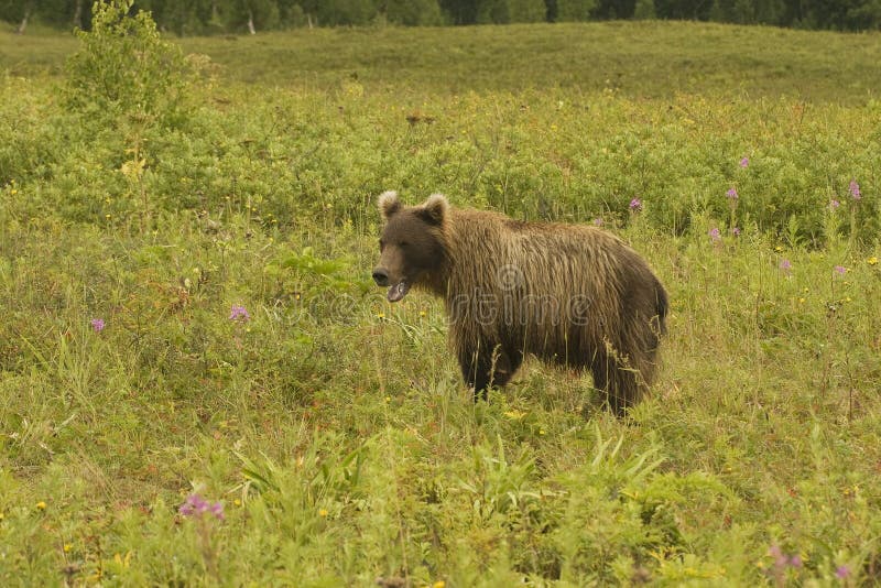 Brown bear (Ursus arctos jeniseensis)