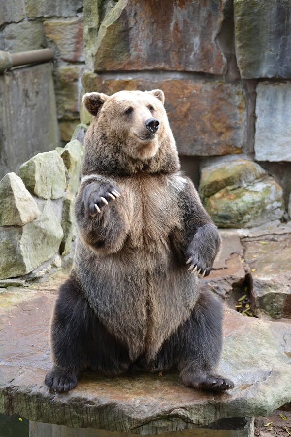 Marrón un oso se sienta sobre el trasero patas sobre el jardín zoológico.