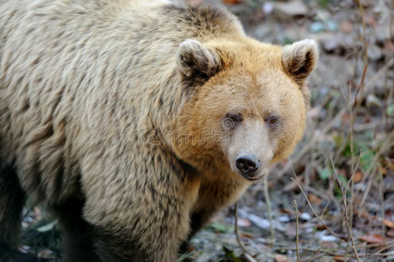 Brown Bear (Ursus Arctos) in Nature Stock Photo - Image of danger