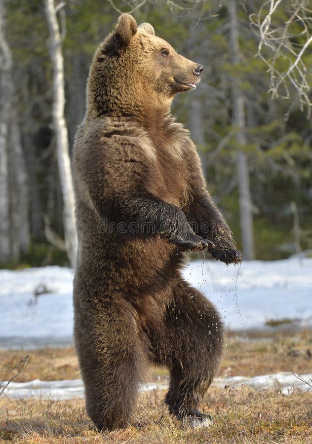 Brown Bear (Ursus Arctos) Standing on His Hind Legs Stock Photo - Image