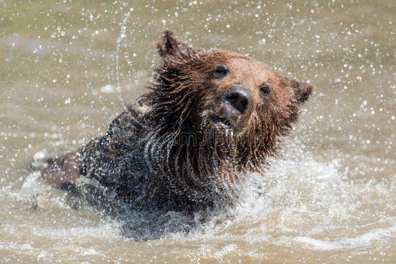 Brown bear in a water