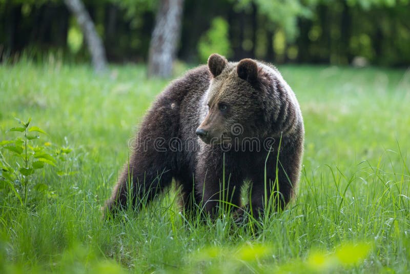 Brown bear , ursus arctos , walks on mountain meadow