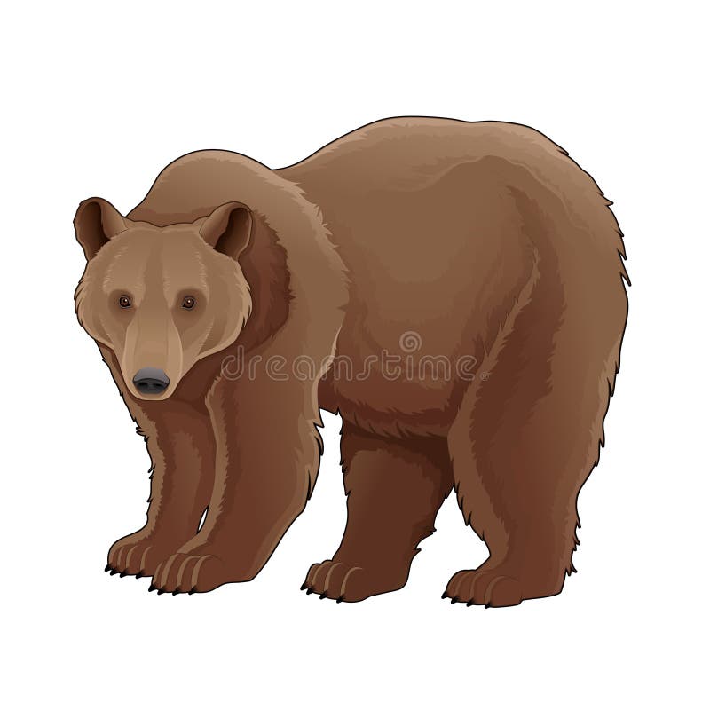 Brown bear. stock vector. Illustration of grizzly, mammal - 38326421 Brown bear. stock vector. Illustration of grizzly, mammal - 38326421