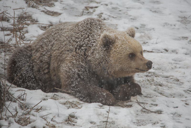 Kuma In The Forest Hibernating Brown Bear Waking Up from Hibernation. Stock Photo - Image of nature