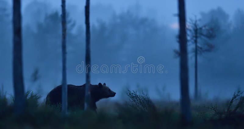 Brown bear walking at nigh in the misty bog