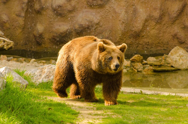 Brown bear walking in the zoo