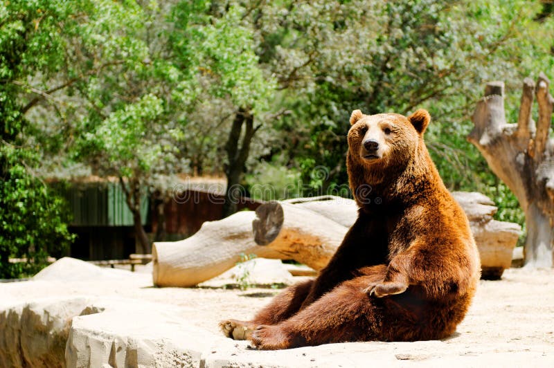 Brown bear in zoo
