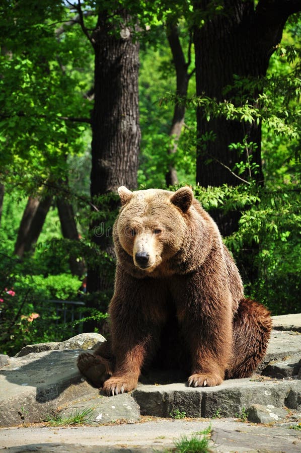 Brown bear at the zoo