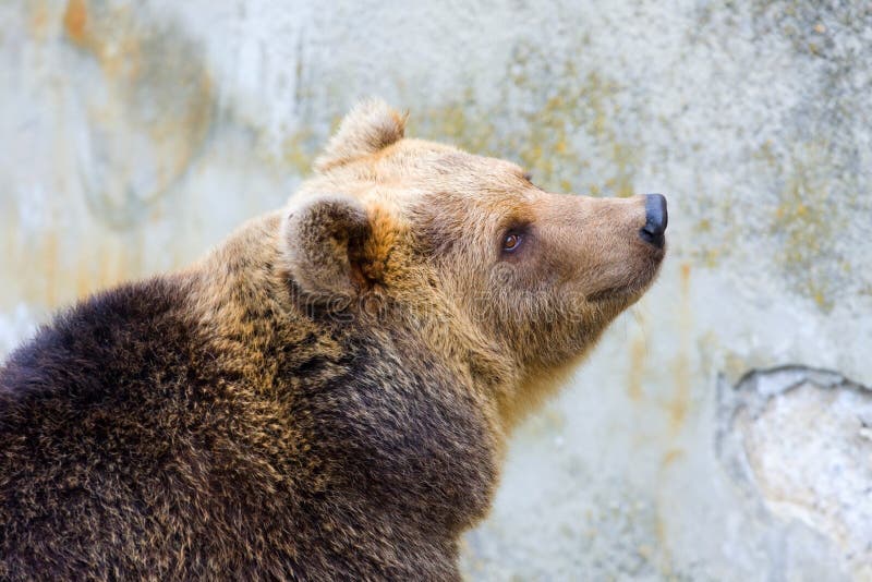 Brown bear