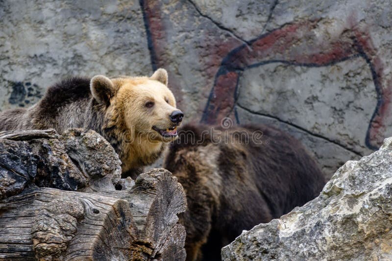Medvěd hnědý v zoo s otevřenou tlamou