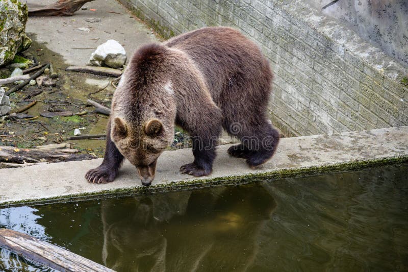 Medveď hnedý v zoo pri vode s jeho odrazom