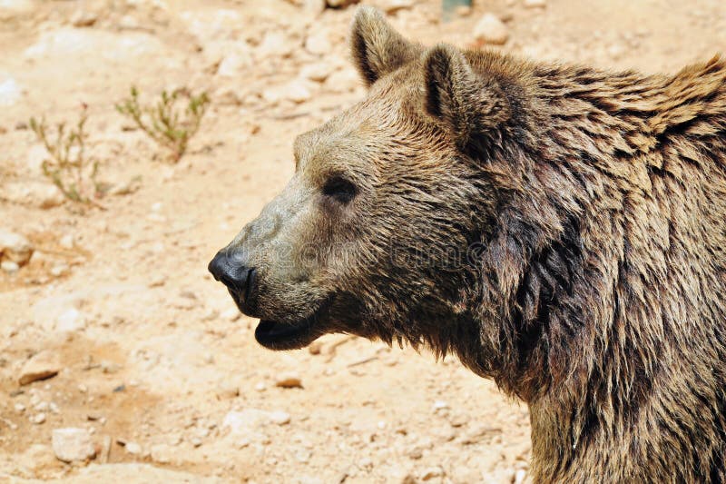 5,171 Dangerous Bears Photos - Free & Royalty-Free Stock Photos from ...