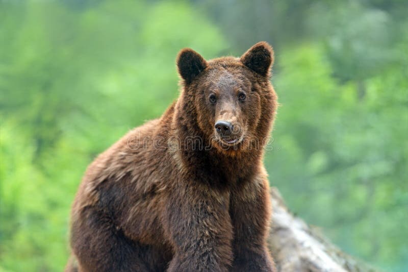 Two Brown Bears Sitting in Grass Stock Image Image of nature, lake 6062437