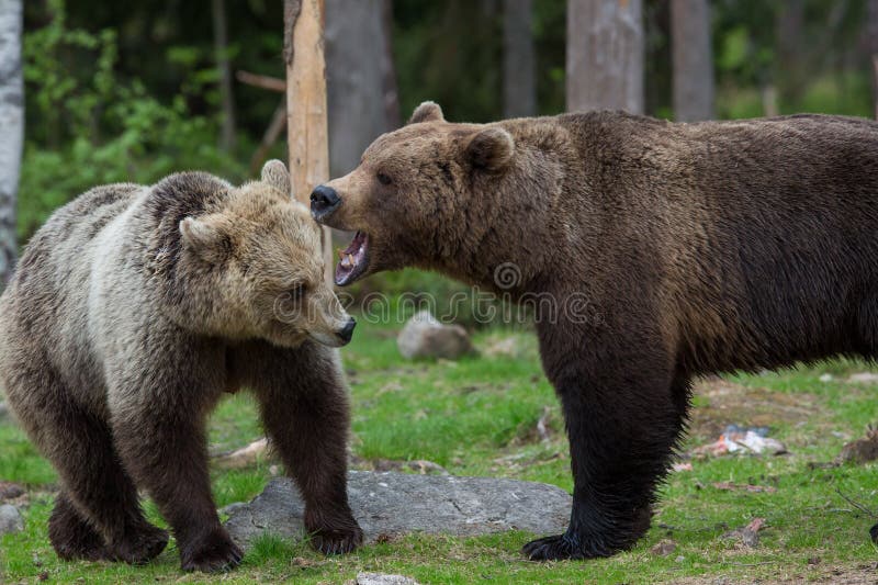 Brown bears in Finnish Tiaga forests