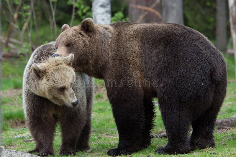 Brown bears in showing affection