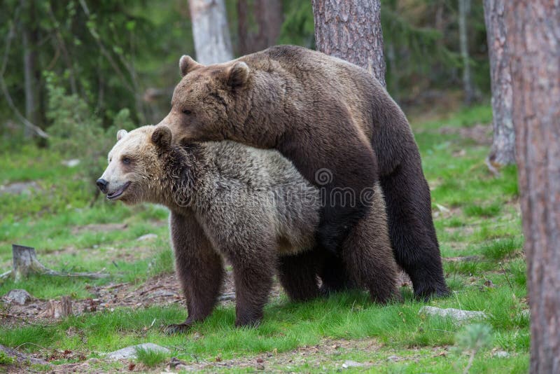 Brown bears in showing affection