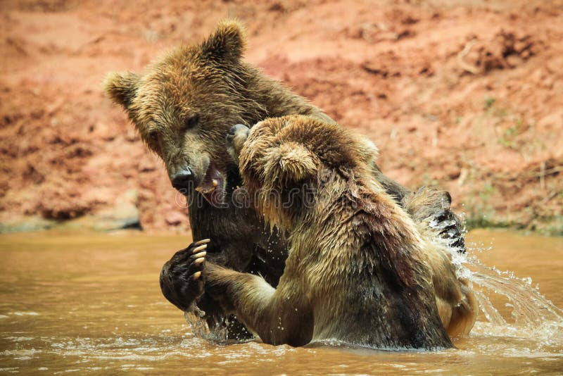 Brown bears watering