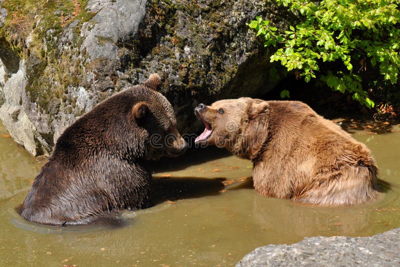 Brown bears in watering place in duel