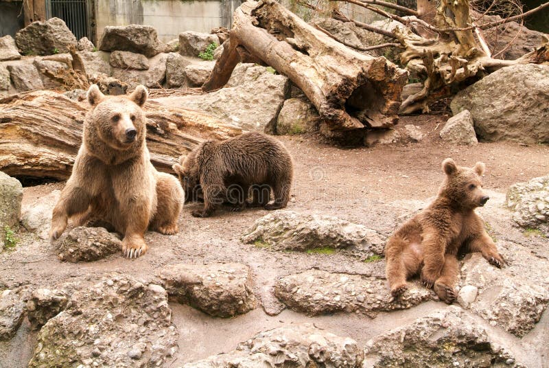 Grizzly bear at San Antonio Texas zoo dangerous animal mean Stock Photo -  Alamy