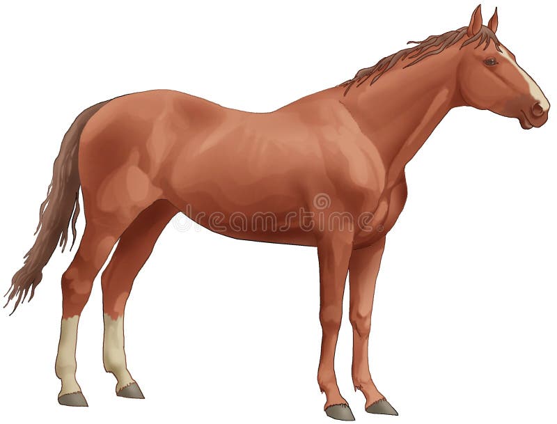 Download Brown Beautiful Horse. White Back Legs, A Long Tai Stock Illustration - Illustration of brown, raster: 4728065