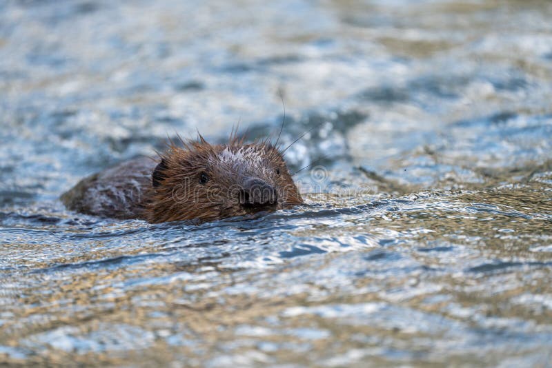 Brown Beaver Swimming on the Lake Stock Photo Image of river, summer