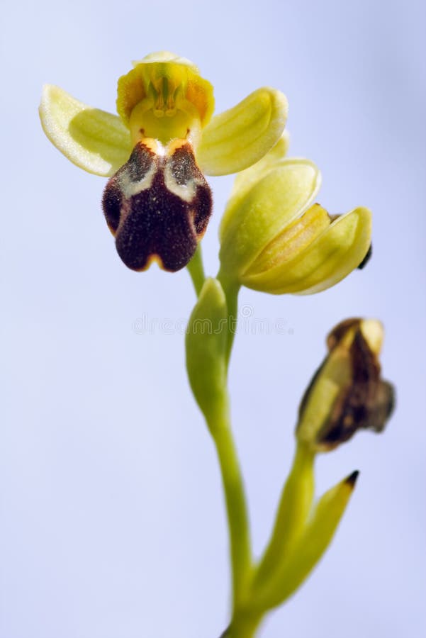 Brown Bee Orchid - Ophrys fusca