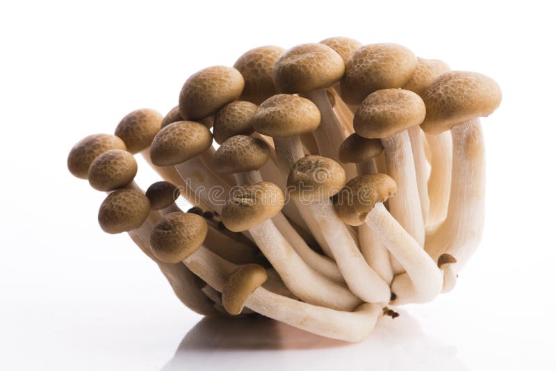 What Are Shimeji (Beech) Mushrooms