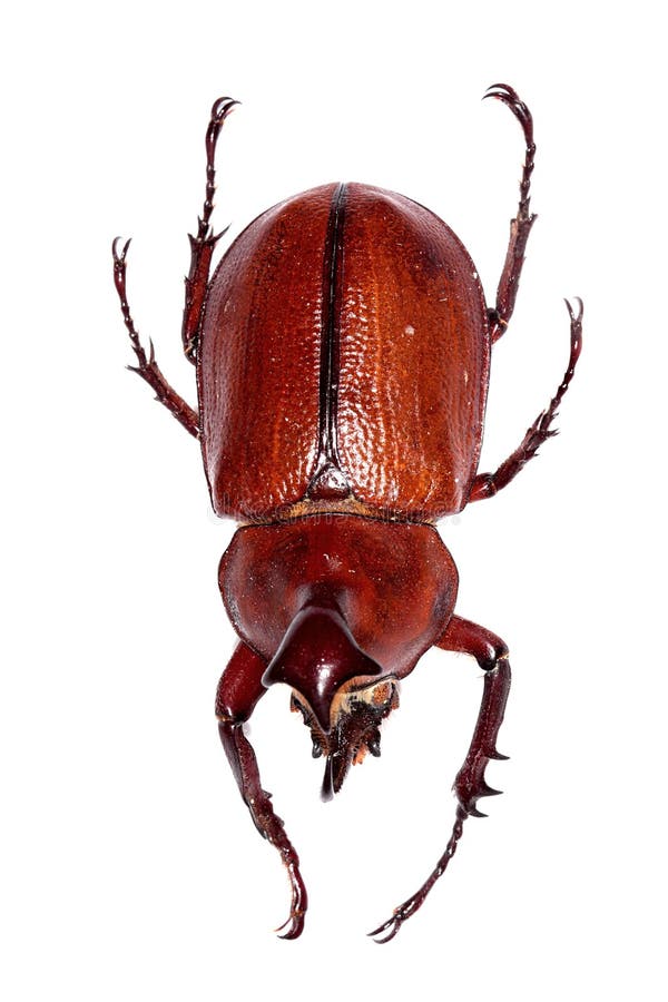 Brown beetle