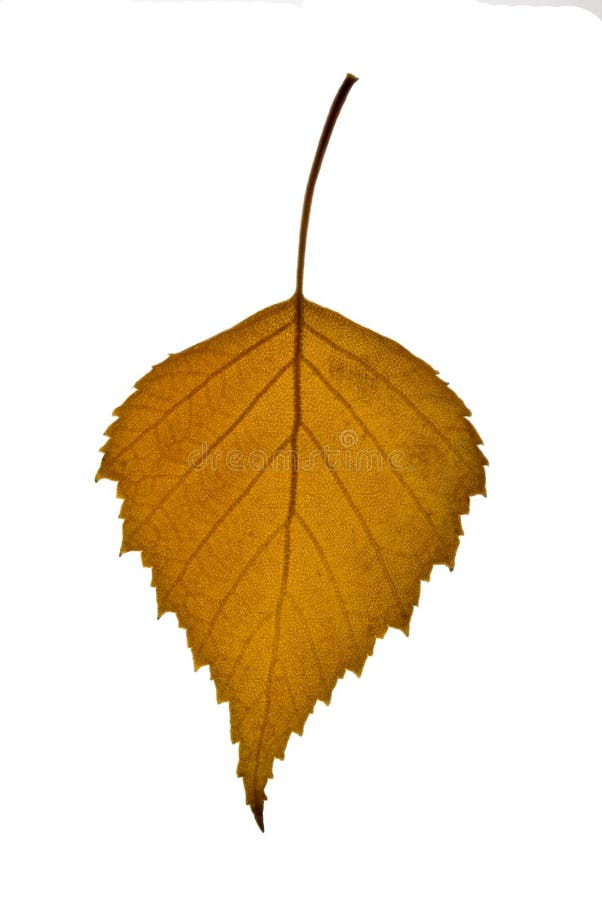 Brown birch leaf royalty free stock photos