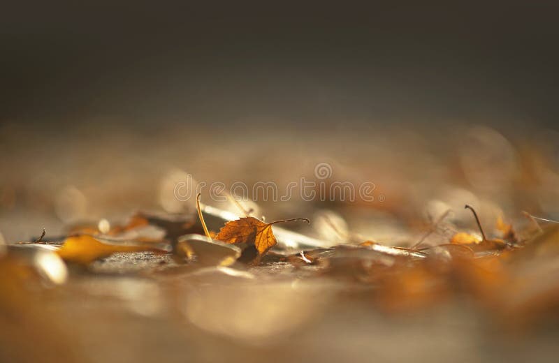 Brown birch leaf in early autumn stock photos