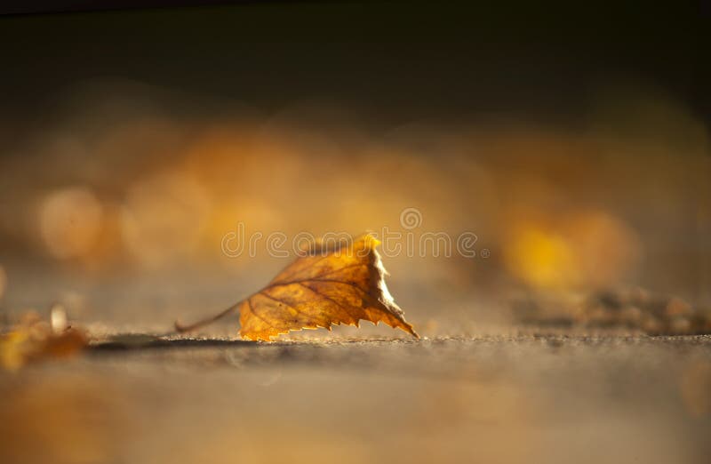 Brown birch leaf in early autumn royalty free stock images
