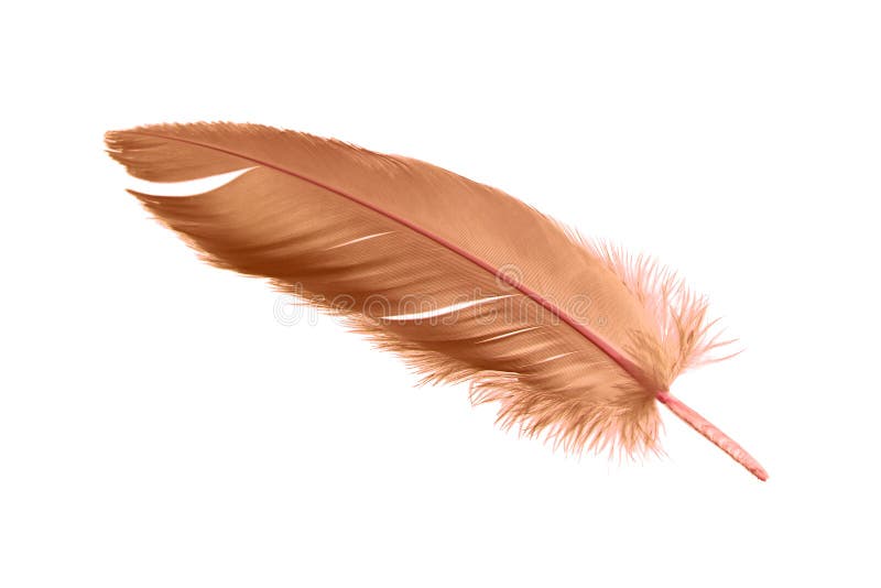 Brown Bird Feather Isolated on White Background