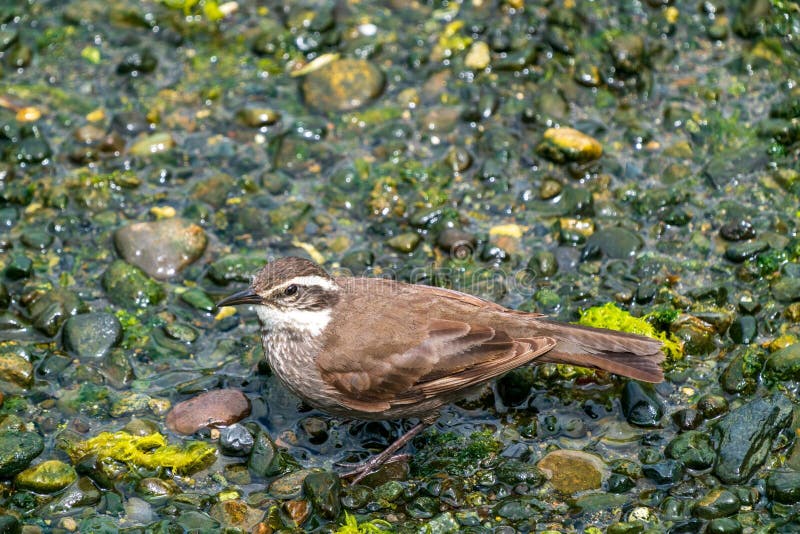 Brown Bird on Mossy Rocks royaltyfri fotografi