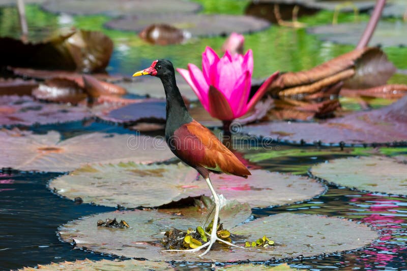 Brown and black bird floating on a lily pad with a pink lotus flower